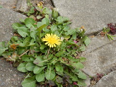 Taraxacum officinale