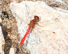 Sympetrum gilvum