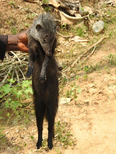 Long-nosed Mongoose