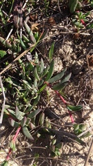 Lampranthus reptans