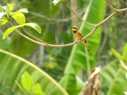 Little Bee-eater