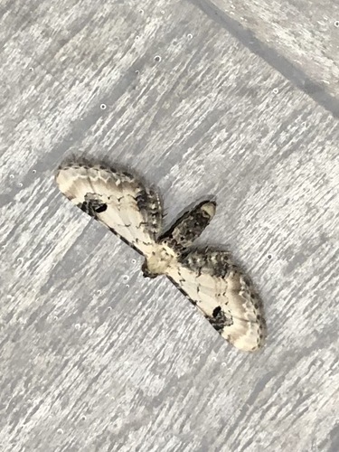 Lime-speck Pug, Leiderdorp, Nederland, photo 6 of 10