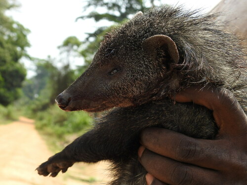 Long-nosed Mongoose