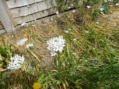 Allium subhirsutum