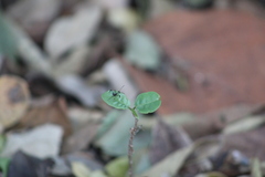 Acanthocephalini