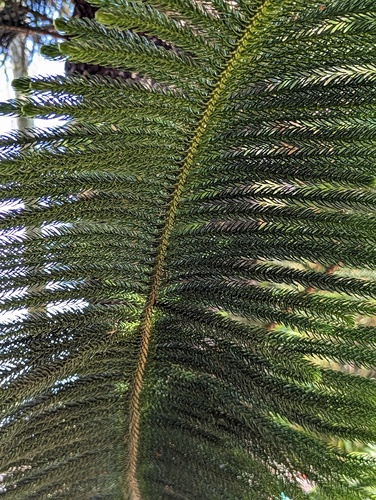 Araucaria heterophylla