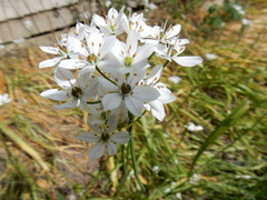 Allium subhirsutum