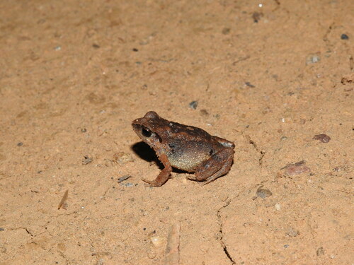 Mottled Squeaker