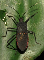 Leptoscelis flaviventris