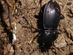 Megadromus guerinii