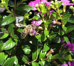 Apis mellifera