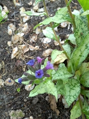 Pulmonaria officinalis