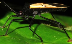 Leptoscelis limbativentris