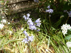 Hyacinthoides hispanica