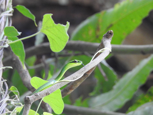 Emerald Snake