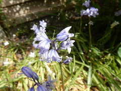 Hyacinthoides hispanica