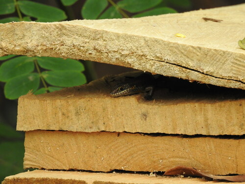 Speckle-lipped Mabuya