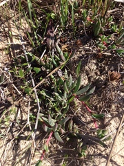 Lampranthus reptans