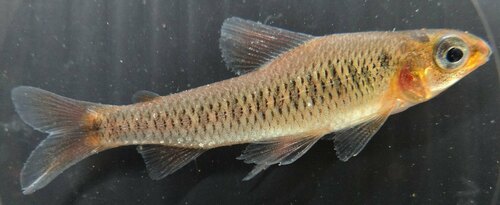 Nannocharax altus