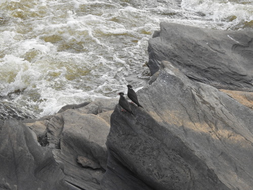 Rock Pratincole