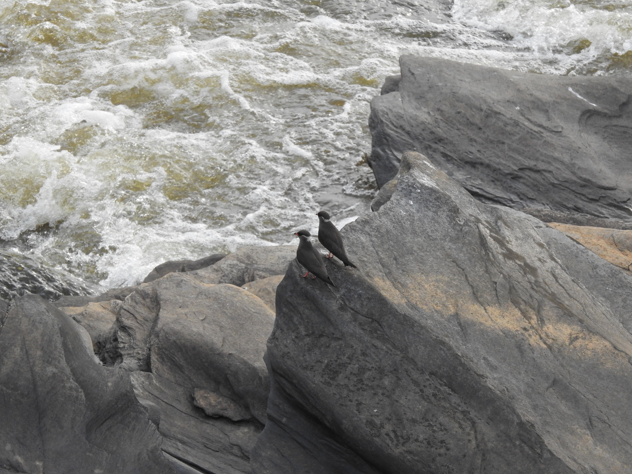 Rock Pratincole (Glareola nuchalis), photo 8