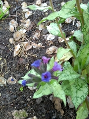 Pulmonaria officinalis