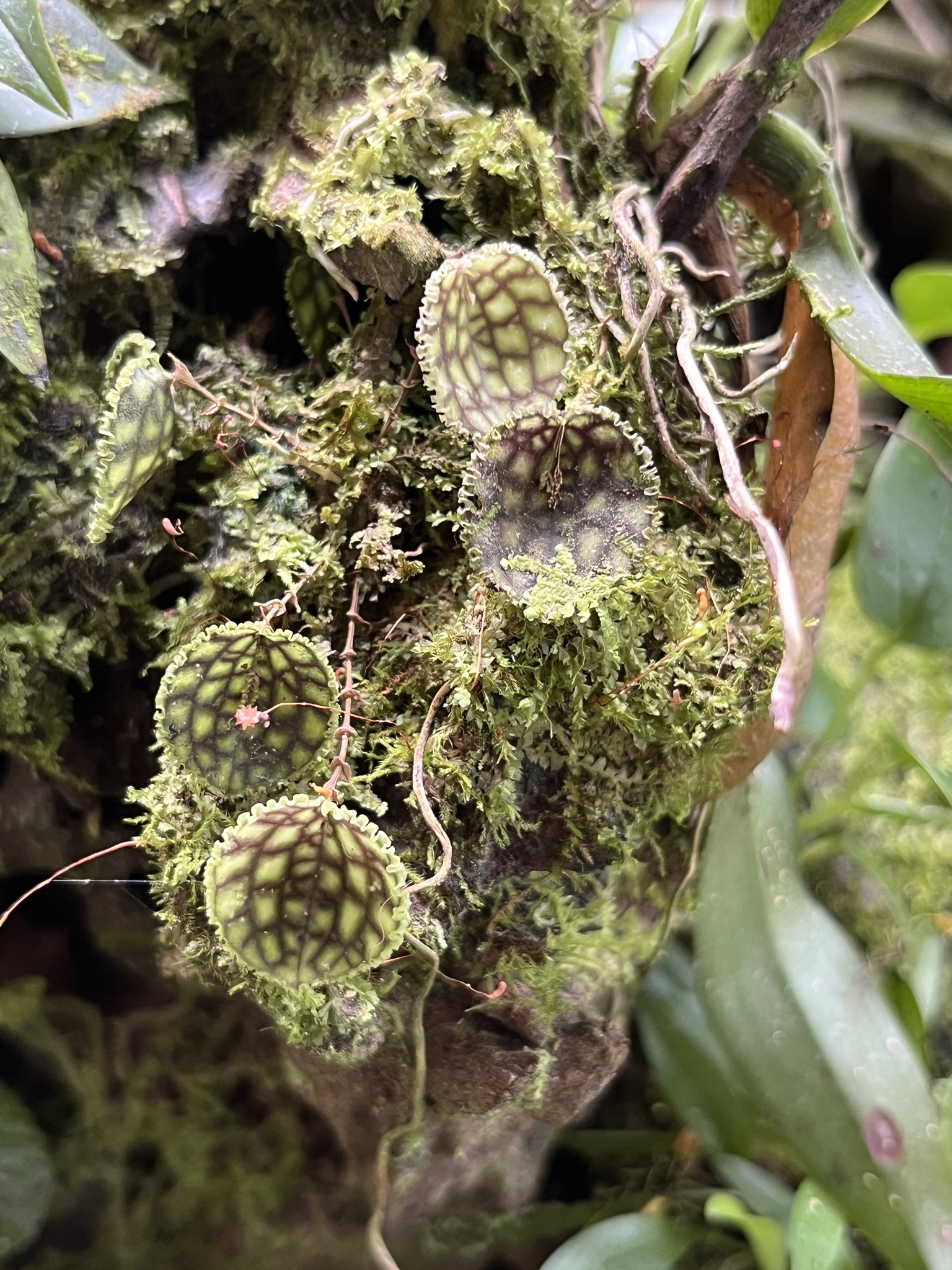 Lepanthes calodictyon