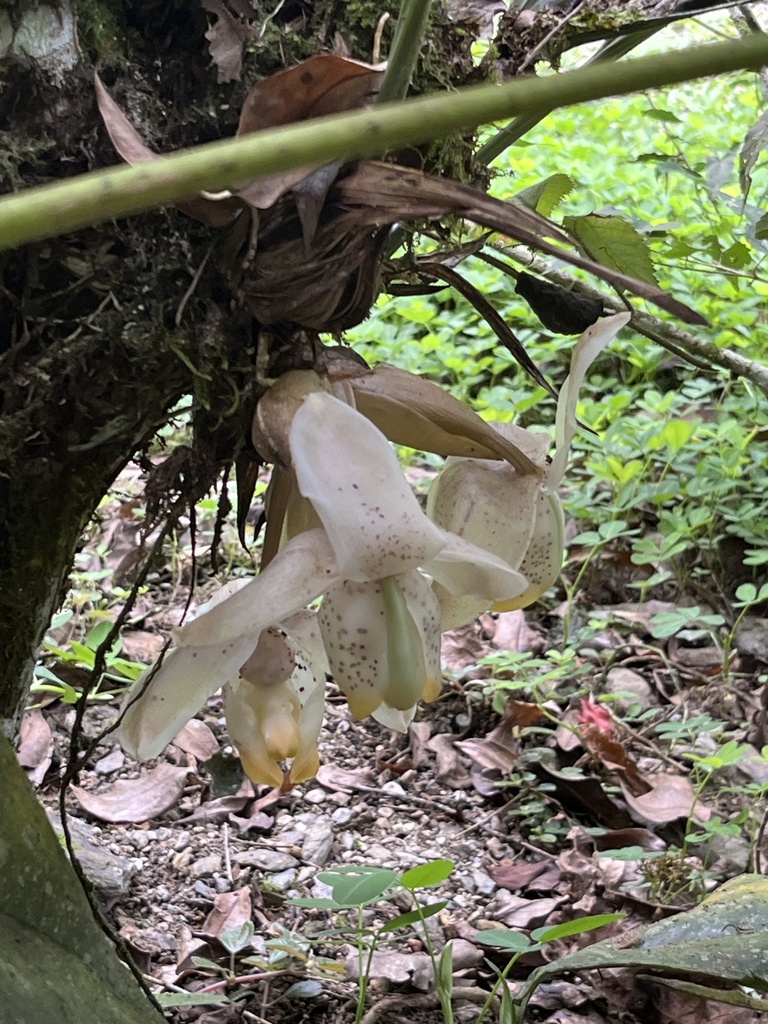 Stanhopea tricornis