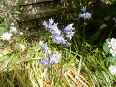 Hyacinthoides hispanica