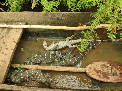 Nile Monitor