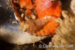 Apletodon pellegrini