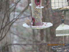 Spizella passerina passerina