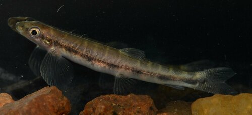 Kneria (Parakneria abbreviata) — Kneriidae