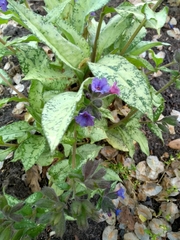 Pulmonaria officinalis