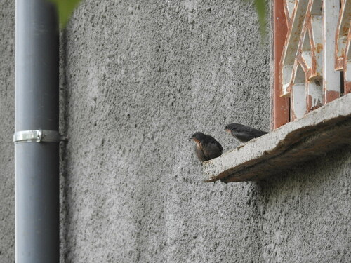 Red-throated Crag-Martin