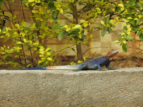 Cameroon Rainbow Agama