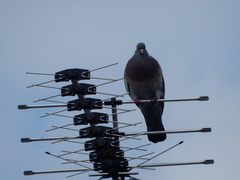 Columba palumbus