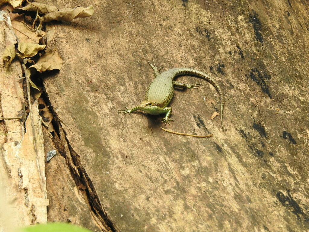 Tropical Mabuya