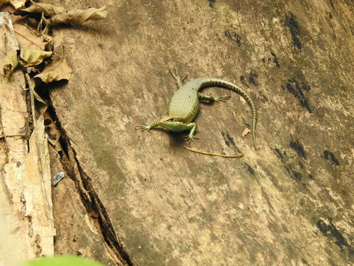 Tropical Mabuya