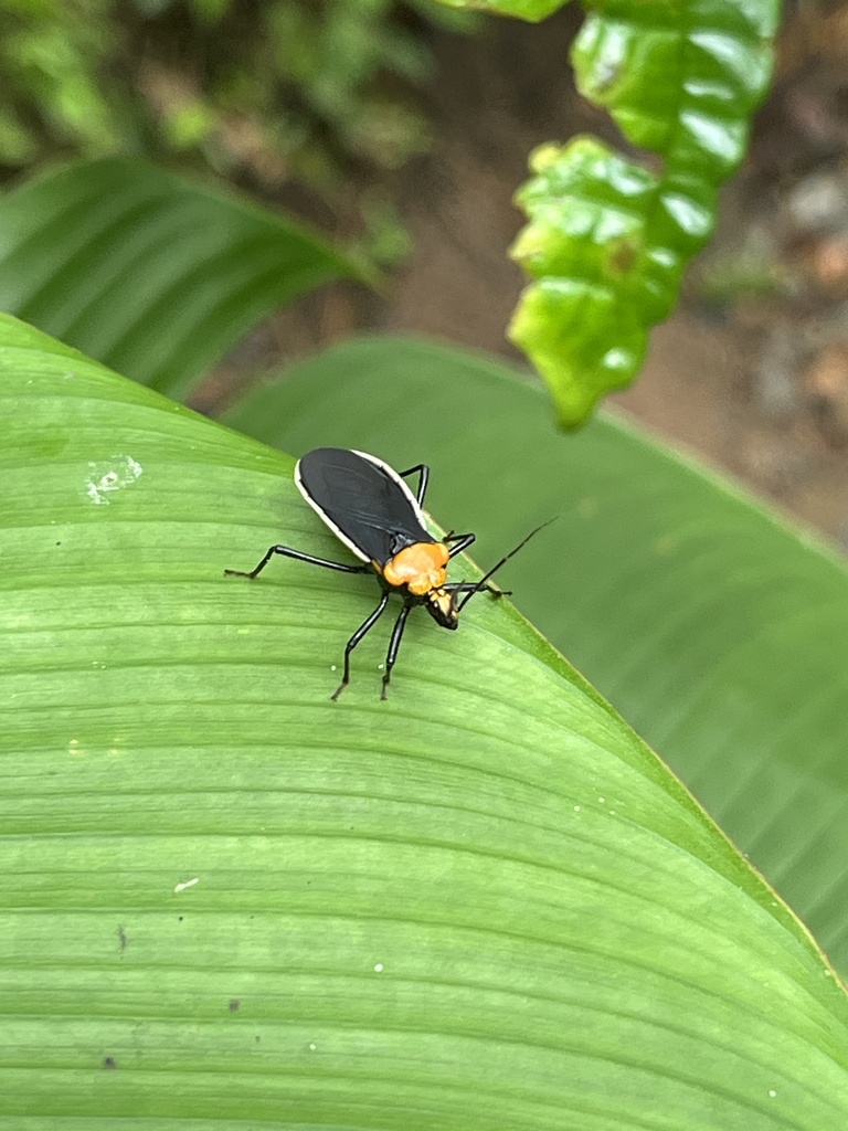 Rhiginia bimaculata