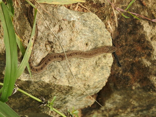 Spotted Night Adder