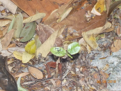Acanthocephalini