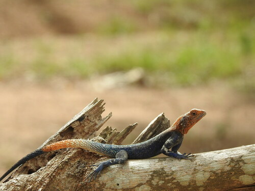 Cameroon Rainbow Agama
