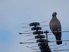 Columba palumbus