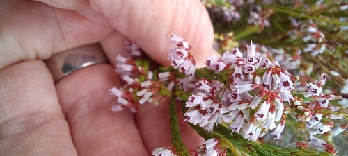 Image of Erica equisetifolia by (c) Adele SL, some rights reserved (CC BY)