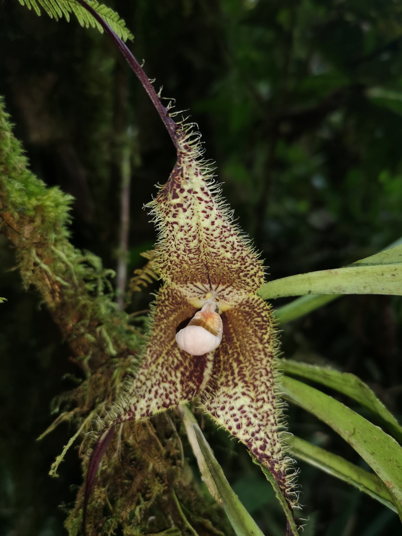 Dracula chimaera · iNaturalist Ecuador, image size:1536x2048