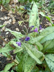 Pulmonaria officinalis