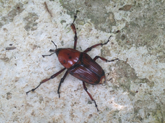 Cyrtotrachelus thompsoni