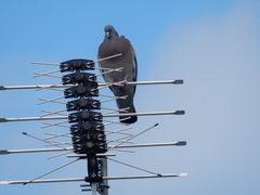 Columba palumbus