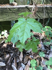 Liquidambar styraciflua